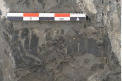 Foto (Detailansicht) von Zamiostrobus lunzensis Ettingshausen (NHMW-GEO-2024-0188-10602)